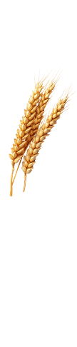 footer-shape